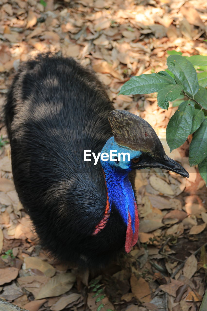 HIGH ANGLE VIEW OF PEACOCK ON FIELD