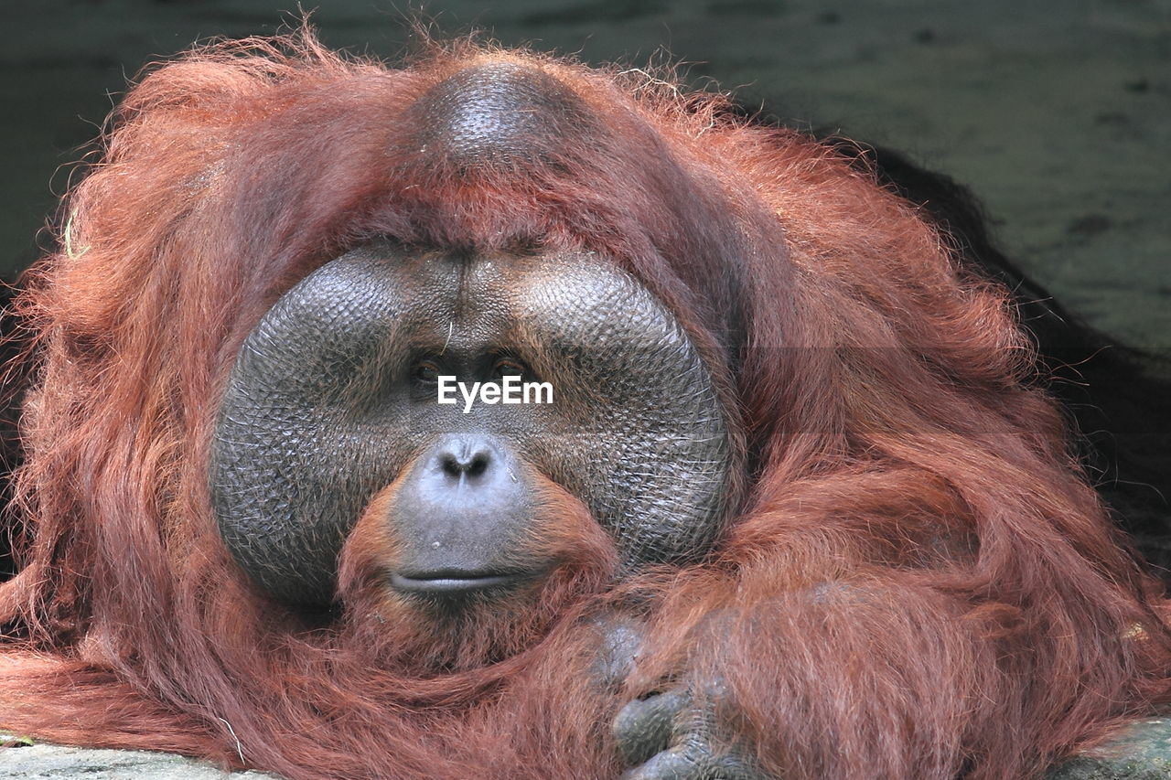 Close-up of orang utan face  in zoo