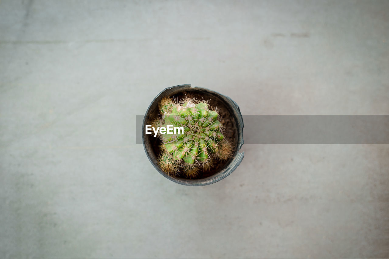 DIRECTLY ABOVE SHOT OF POTTED PLANT IN HOLE