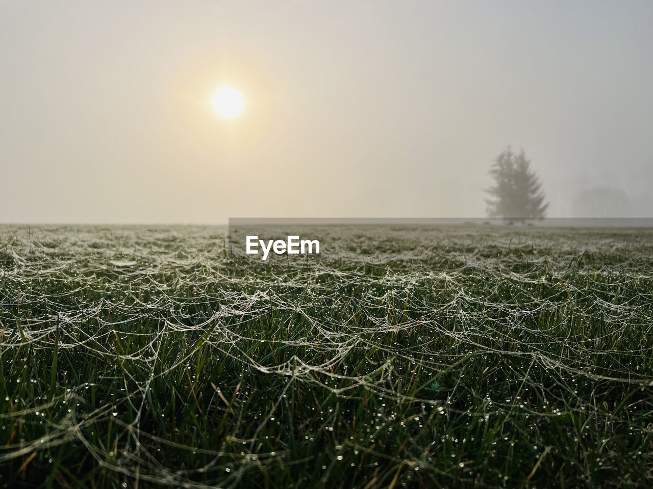 sky, plant, morning, sunlight, nature, landscape, environment, grass, land, tranquility, beauty in nature, field, horizon, scenics - nature, tranquil scene, rural scene, no people, fog, mist, sun, agriculture, tree, growth, outdoors, idyllic, non-urban scene, green, crop, twilight, winter, meadow, day, horizon over land, farm, plain
