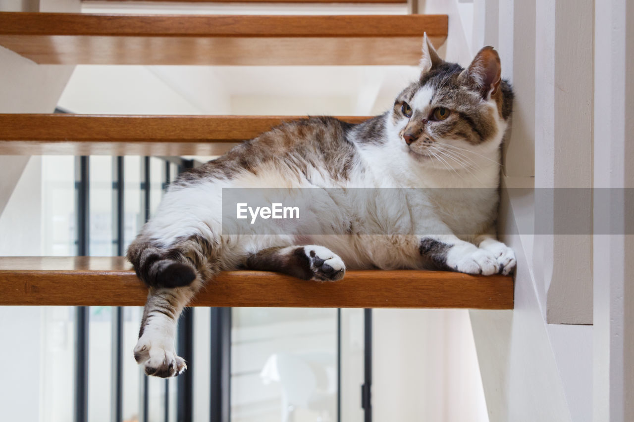 CAT LYING ON FLOOR AT HOME