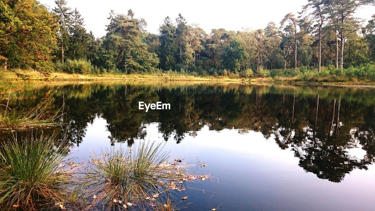 REFLECTION OF TREES IN WATER