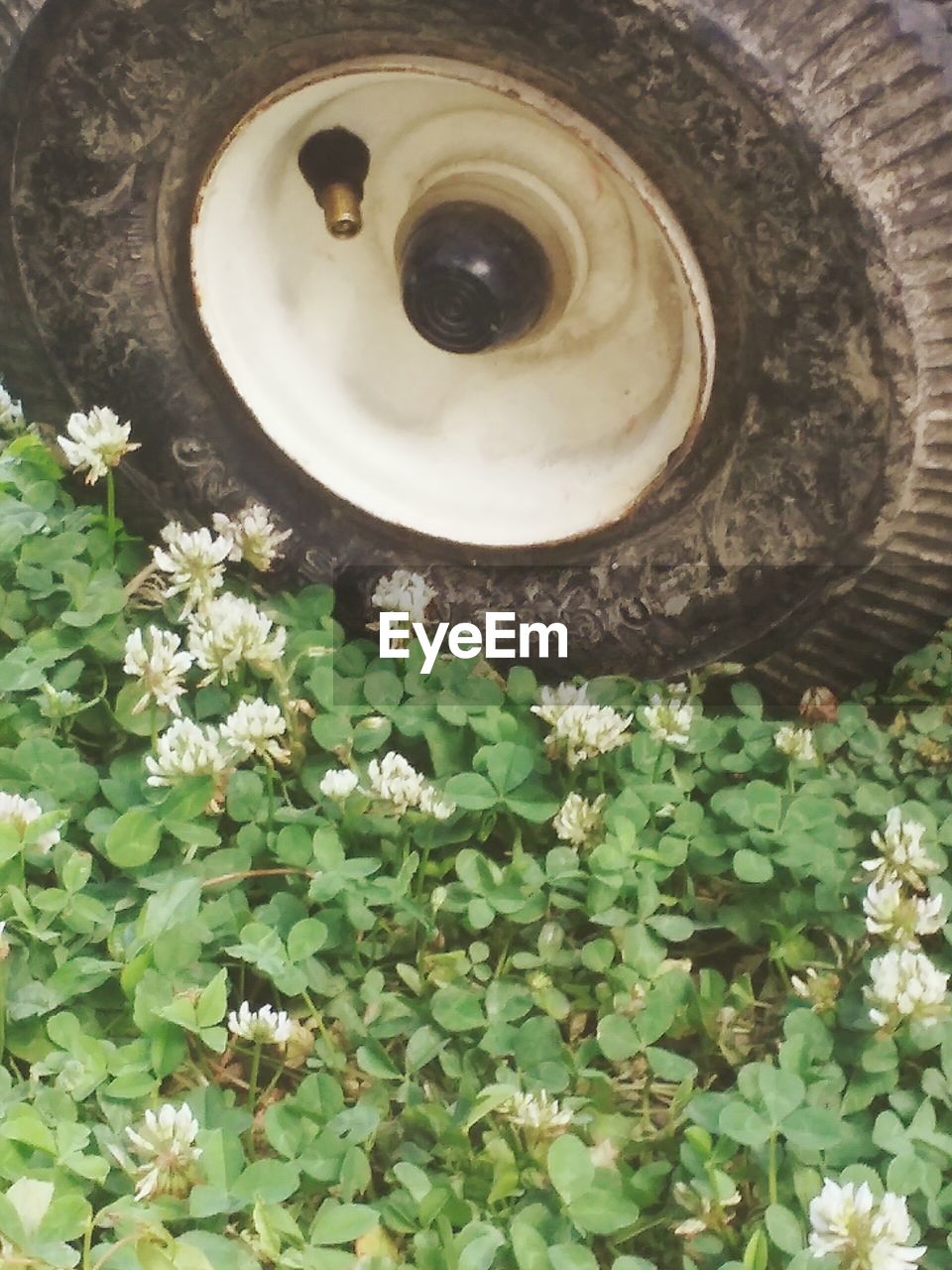 Close-up of vehicle tire by flowers