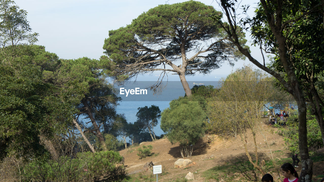 Trees against sea