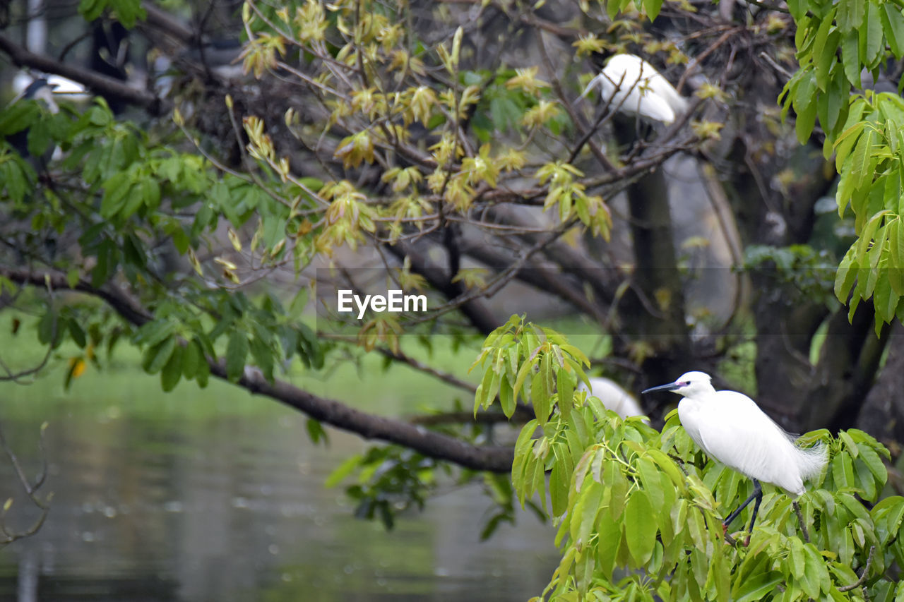 BIRDS PERCHING ON A BRANCH