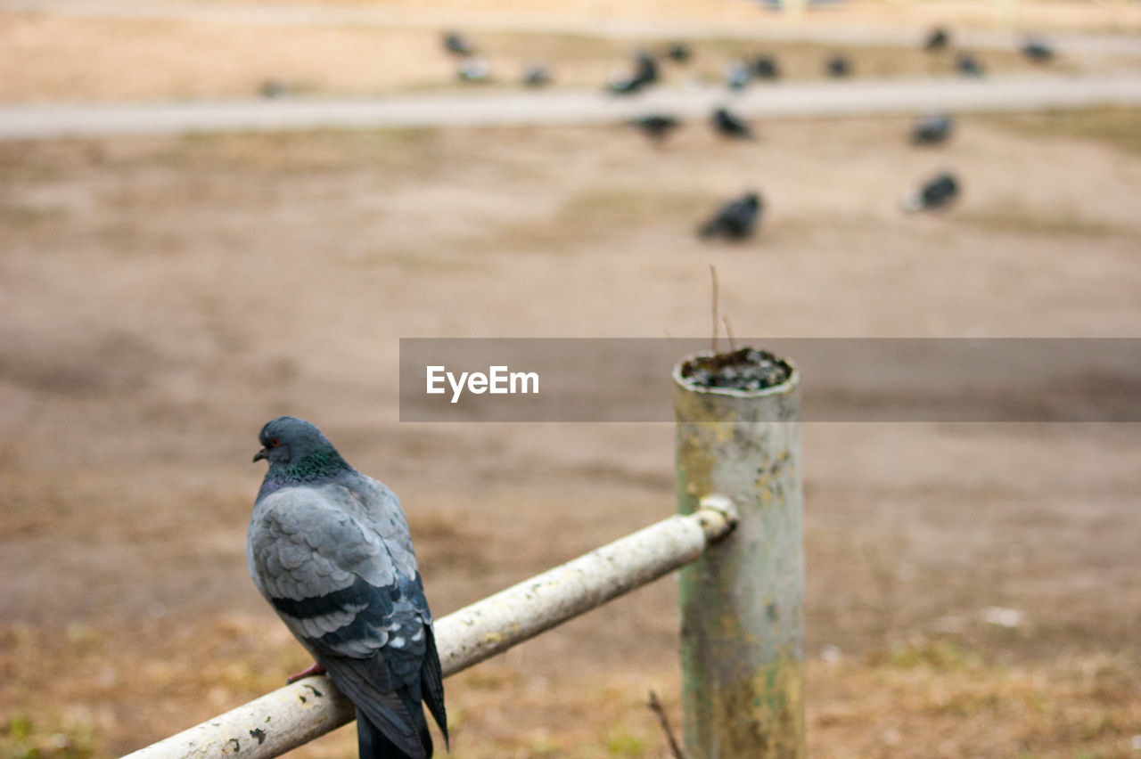 CLOSE-UP OF BIRD PERCHING ON WOODEN POSTS