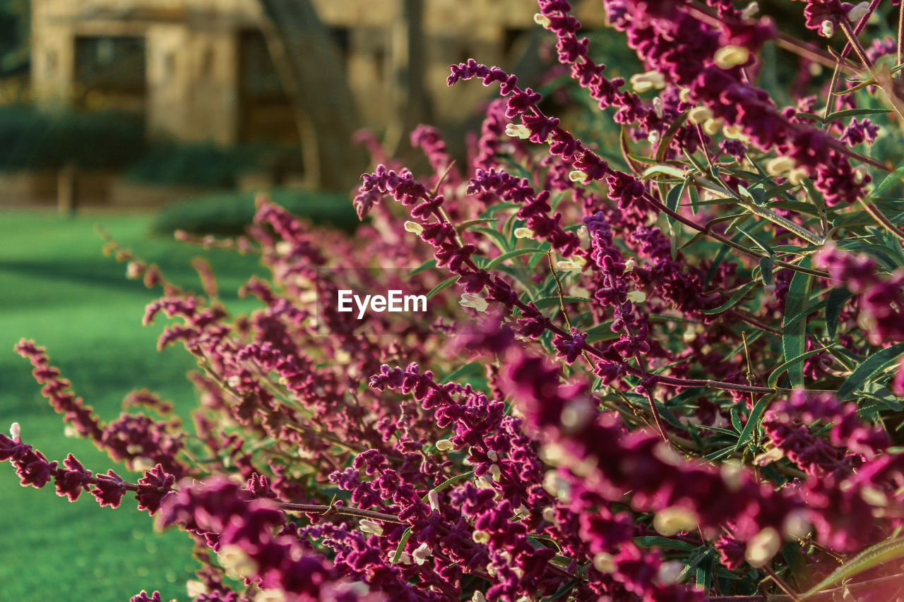 CLOSE-UP OF FLOWERING PLANT