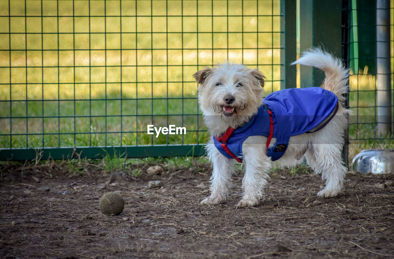 PORTRAIT OF DOG ON FENCE AGAINST BLURRED BACKGROUND