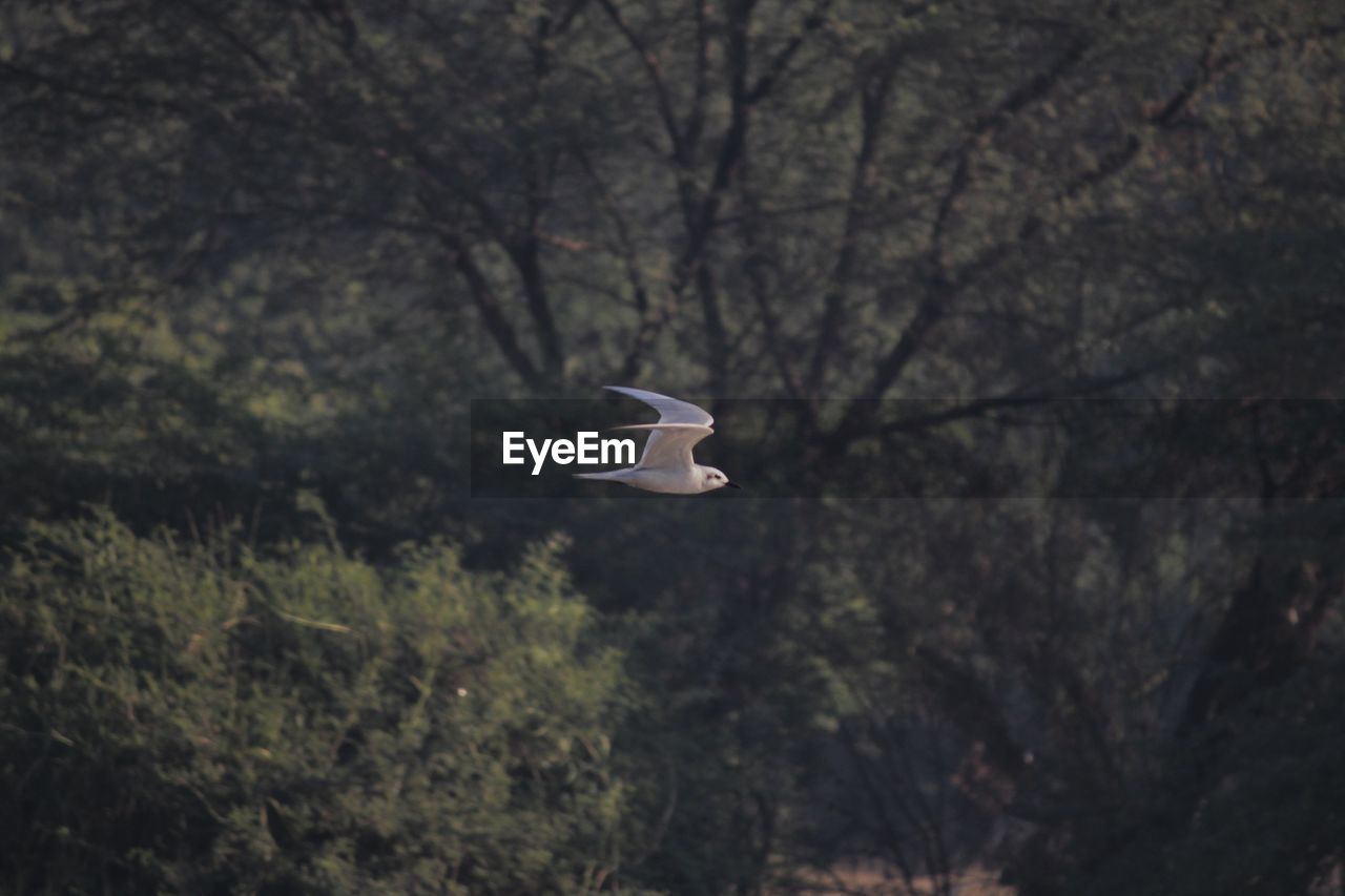 VIEW OF BIRD FLYING AGAINST TREES