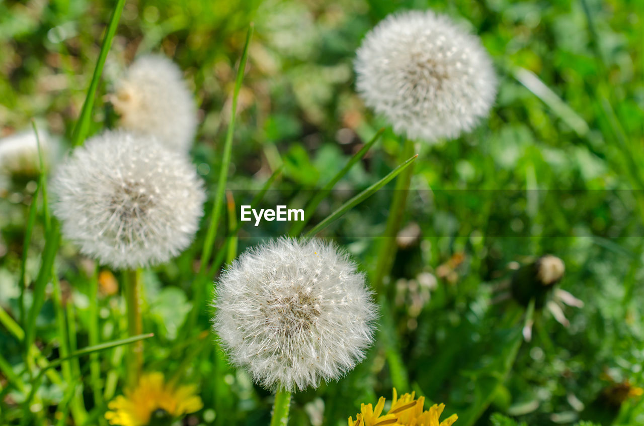 CLOSE-UP OF WHITE DANDELION FLOWER