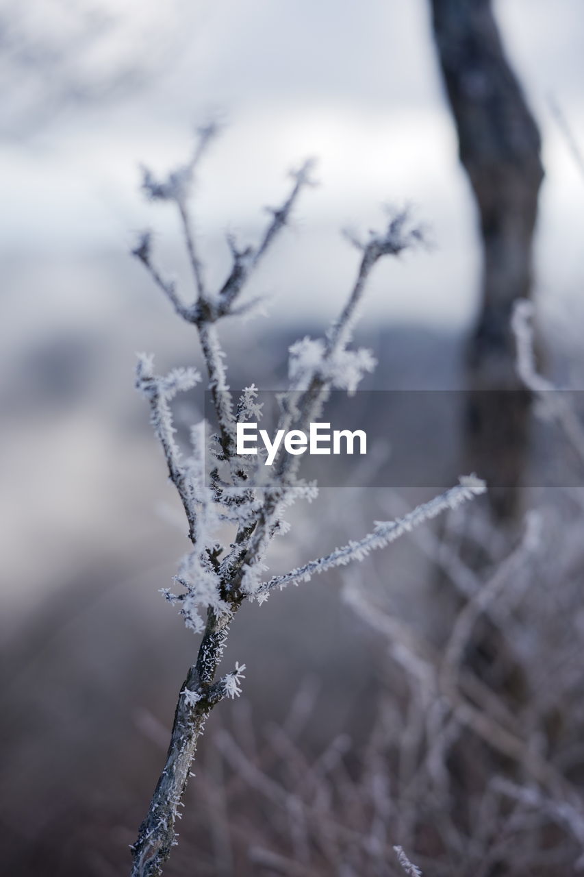 frost, cold temperature, winter, snow, freezing, nature, branch, ice, frozen, close-up, no people, plant, environment, focus on foreground, tree, twig, beauty in nature, snowflake, selective focus, outdoors, day, tranquility, macro photography, white, landscape, land, forest, macro, fragility