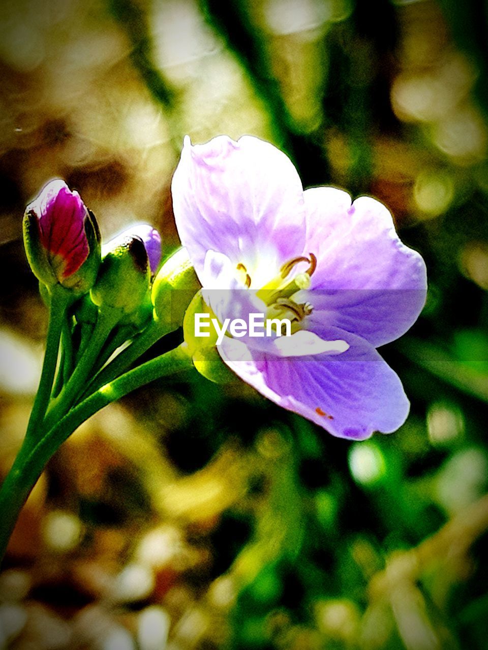 CLOSE-UP OF FLOWERS