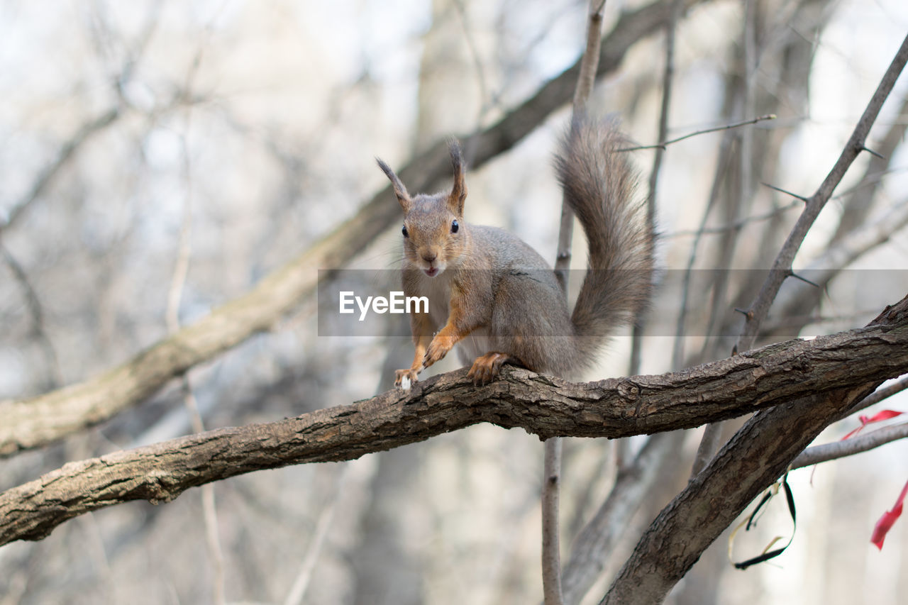 SQUIRREL ON BRANCH OF TREE