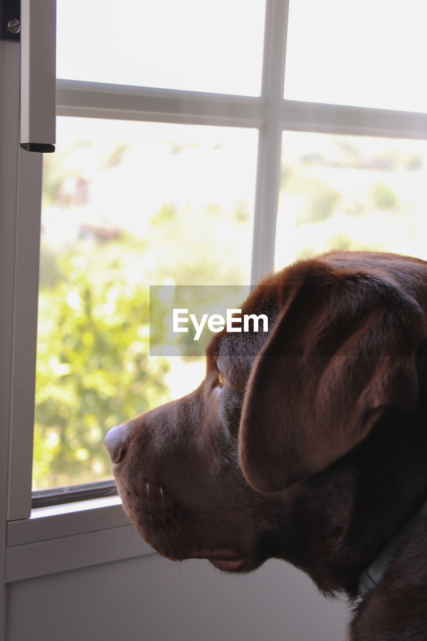 Dog looking through window at home