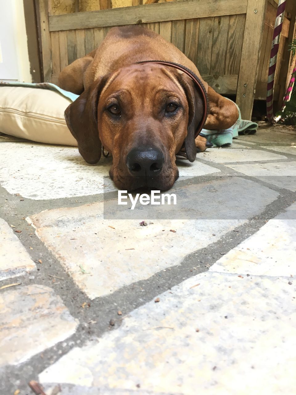 Close-up portrait of dog relaxing on floor