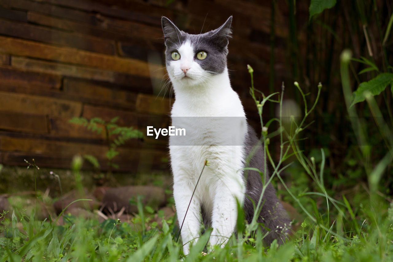 Cat looking away while sitting on grass