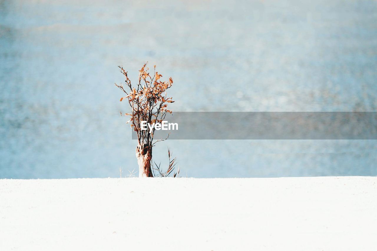 Close-up of bare tree against clear sky