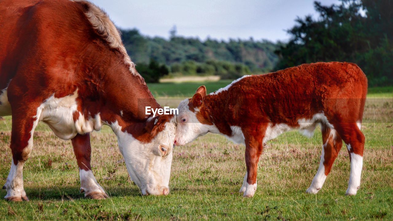 COWS ON FIELD