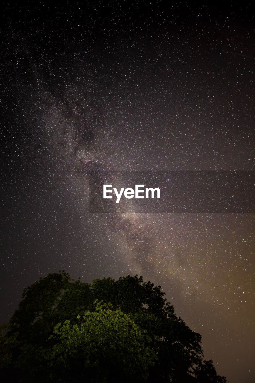 Low angle view of trees against sky at night