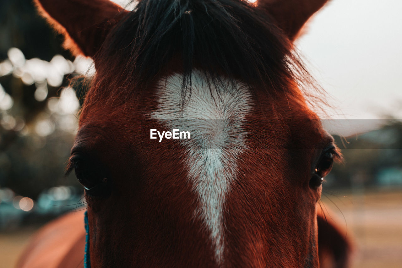 Close-up portrait of a horse