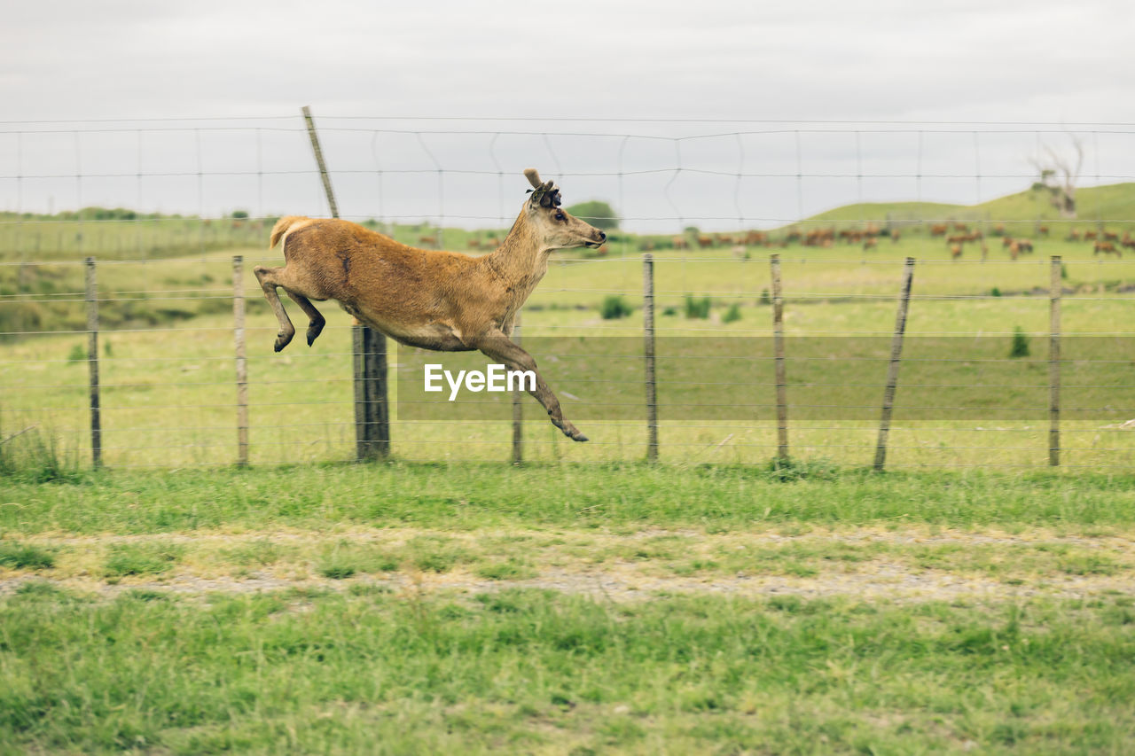 Deer jumping on field against sky