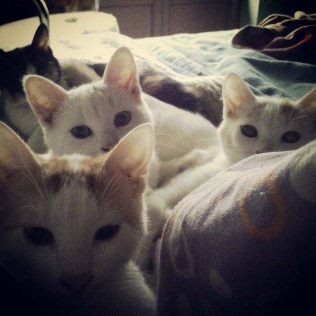 CLOSE-UP PORTRAIT OF WHITE CAT