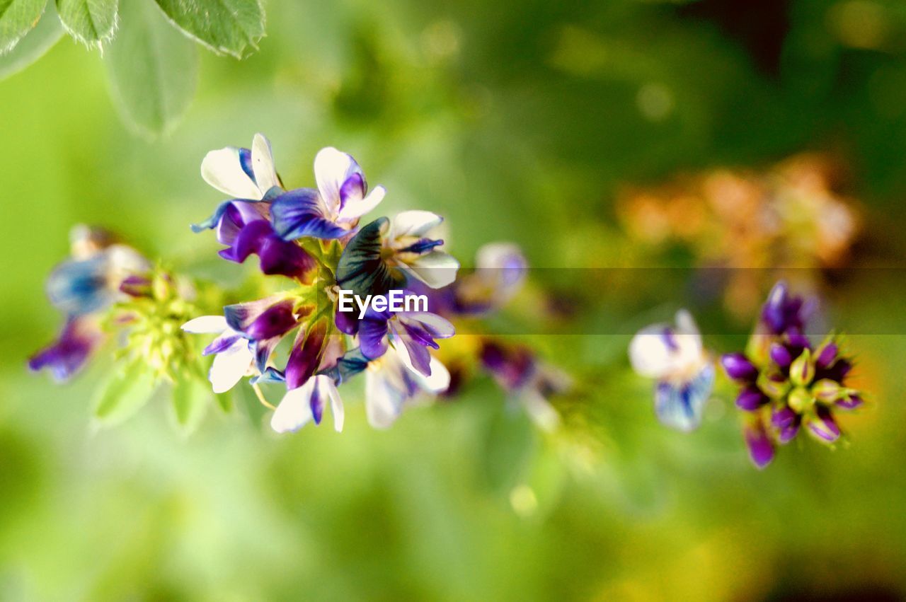 CLOSE-UP OF PURPLE FLOWERS BLOOMING