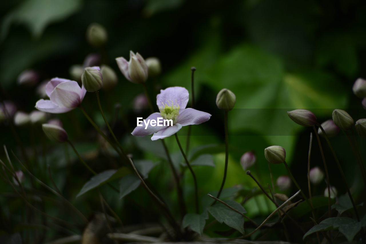 Close-up of purple flowers with buds growing outdoors