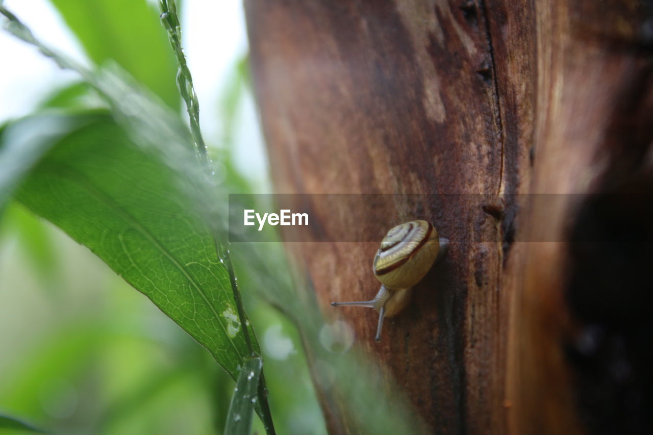 Close-up of snail crawling on bark