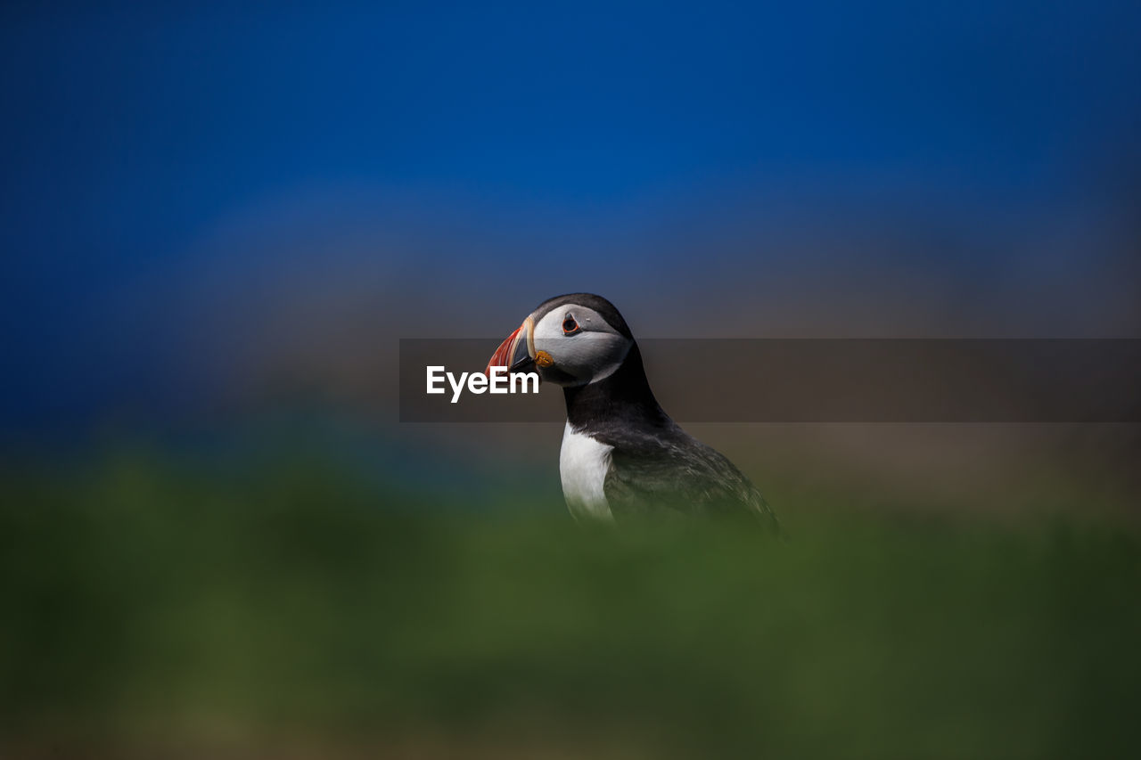 Puffin on field