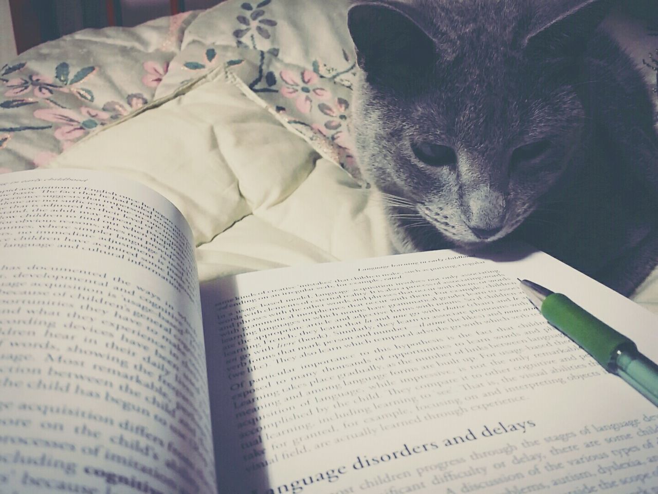 domestic cat, book, pets, indoors, domestic animals, cat, one animal, mammal, animal themes, feline, home interior, page, paper, no people, close-up, sheet, portrait, day