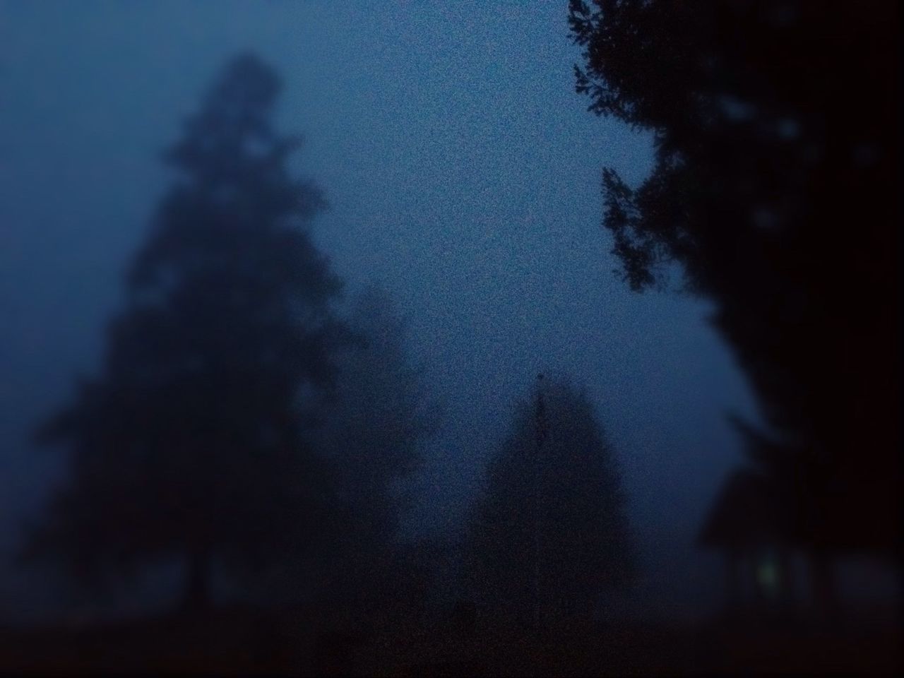 LOW ANGLE VIEW OF TREES AGAINST SKY