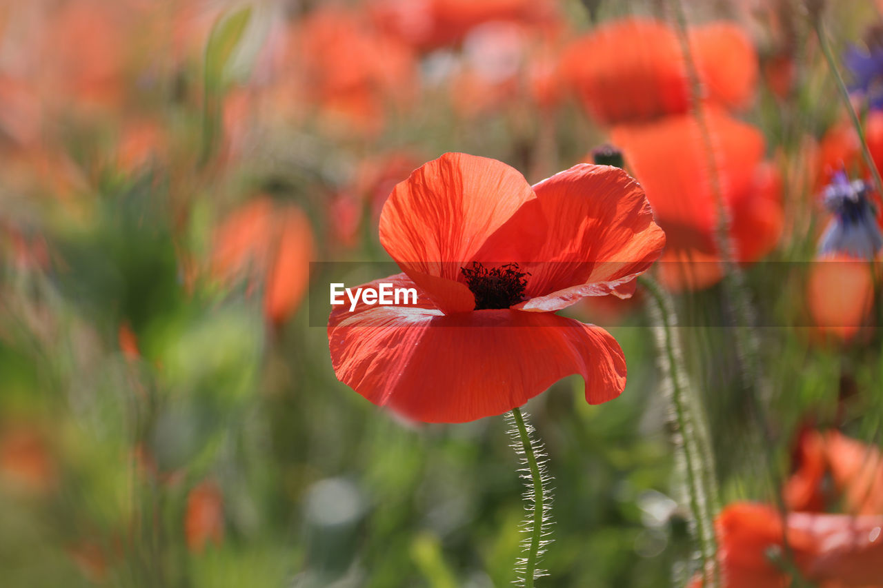 CLOSE-UP OF RED POPPY ON PLANT