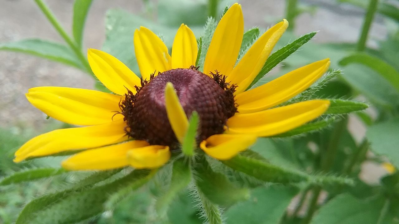 CLOSE-UP OF INSECT ON SUNFLOWER BLOOMING OUTDOORS