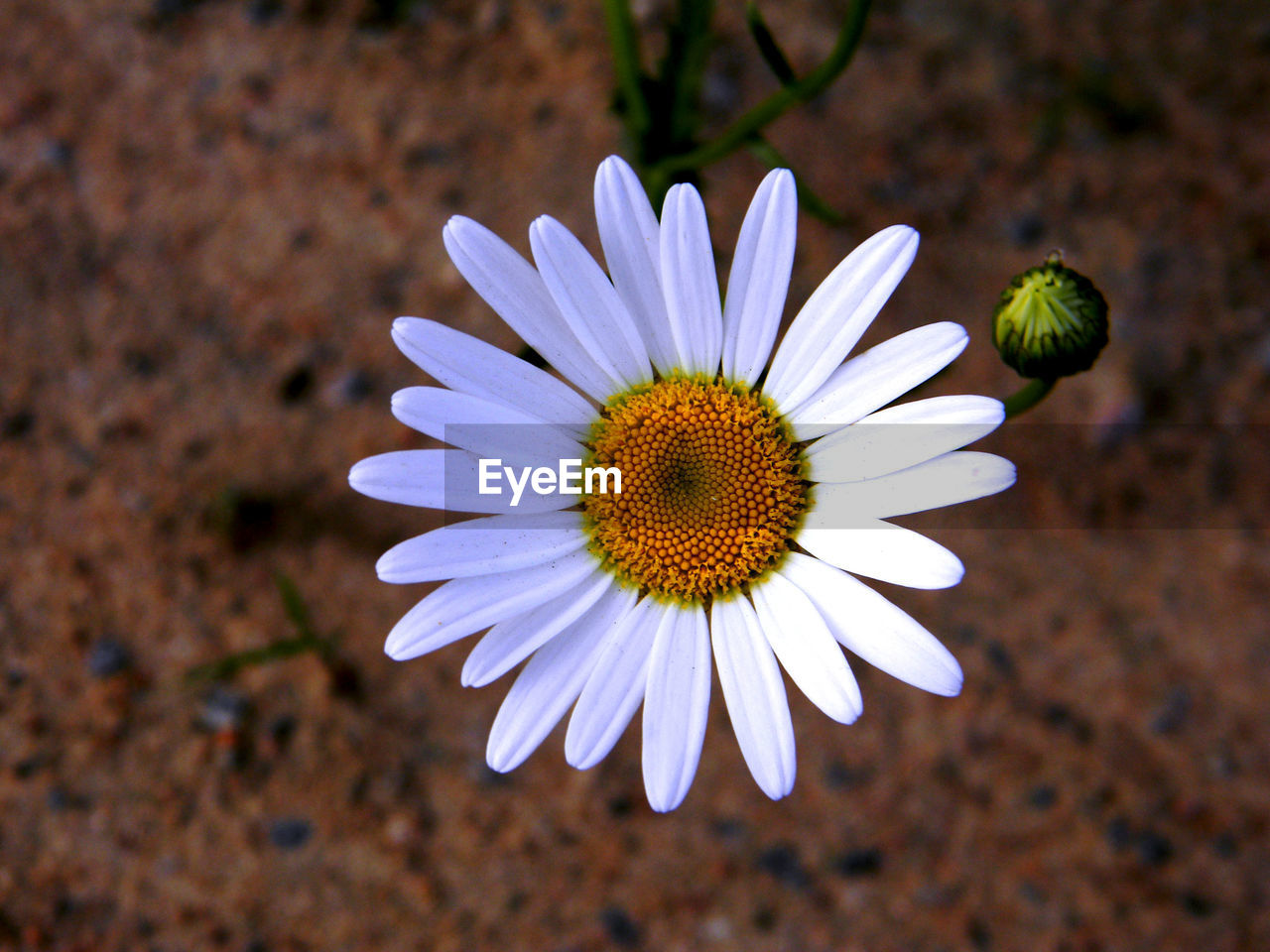 Close-up of white daisy blooming outdoors