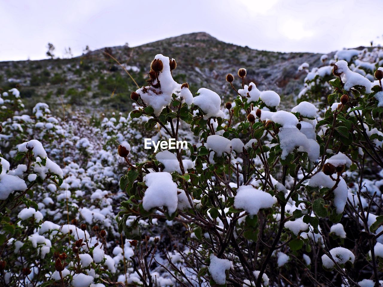 Close-up of white flowers against sky