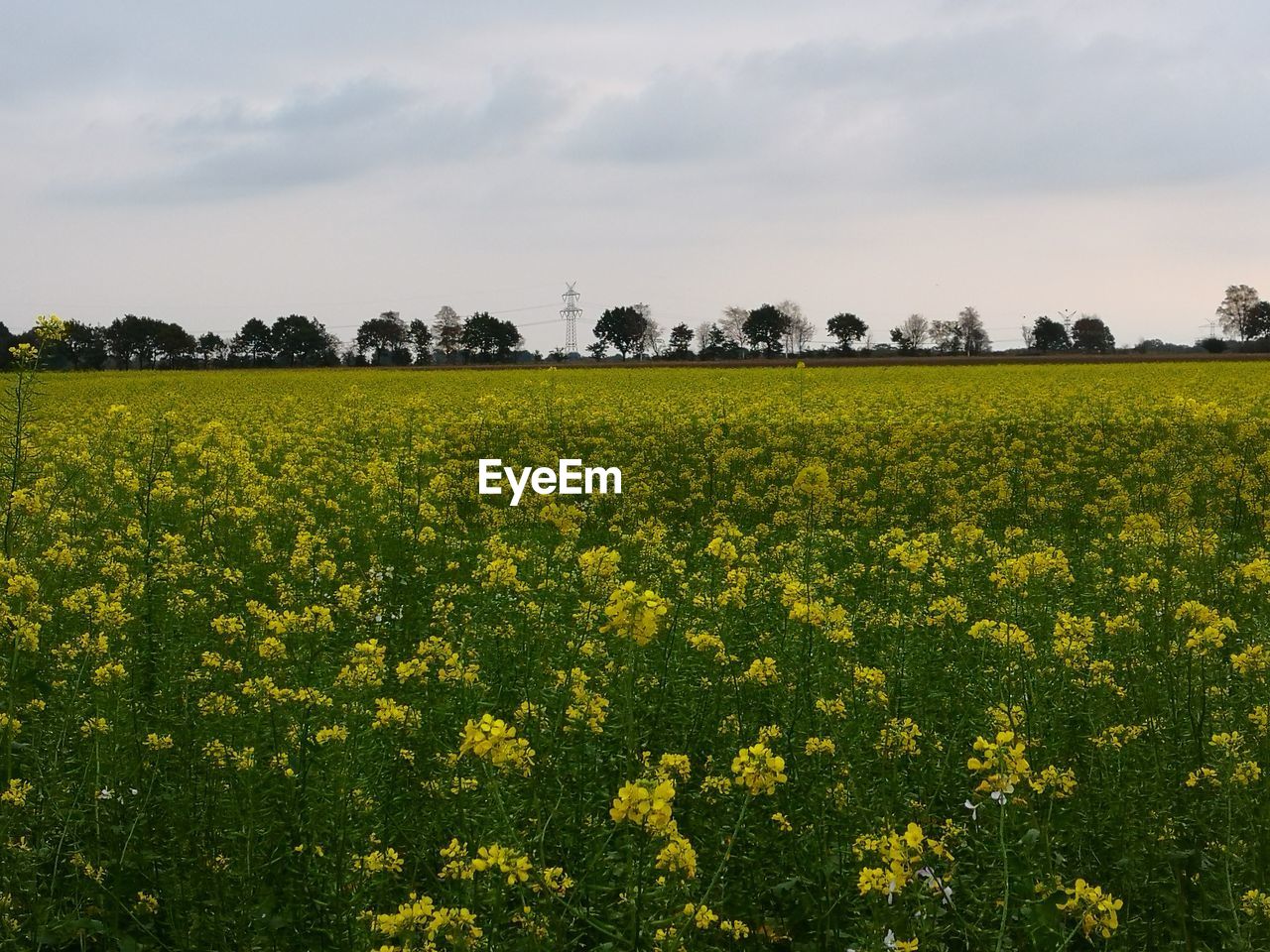 SCENIC VIEW OF YELLOW FIELD AGAINST SKY