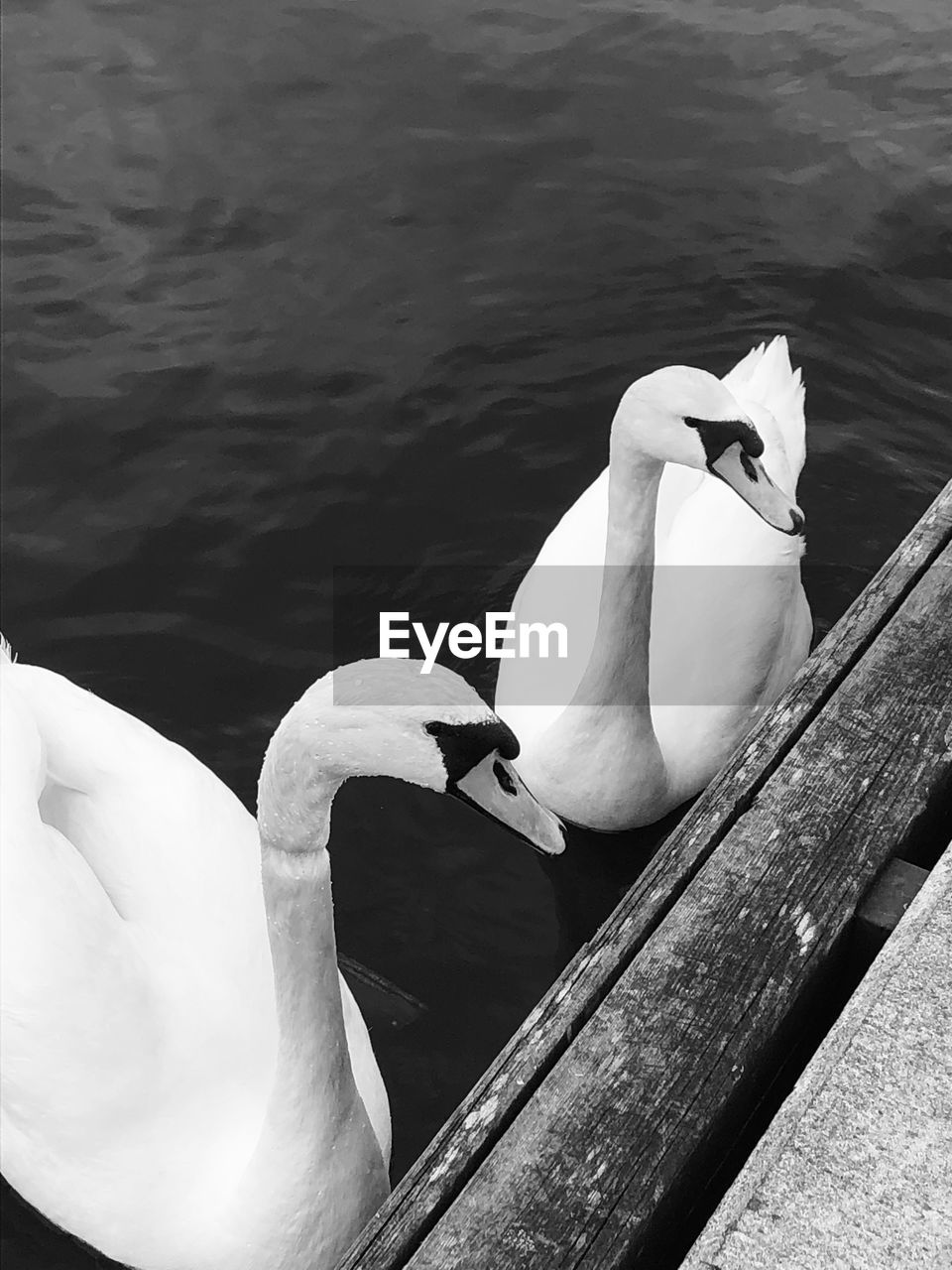 VIEW OF SWANS IN CALM LAKE