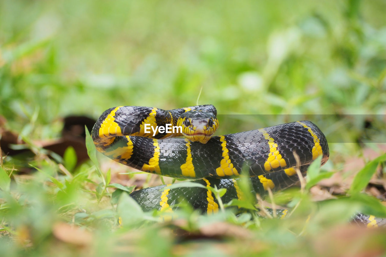 close-up of snake on grassy field