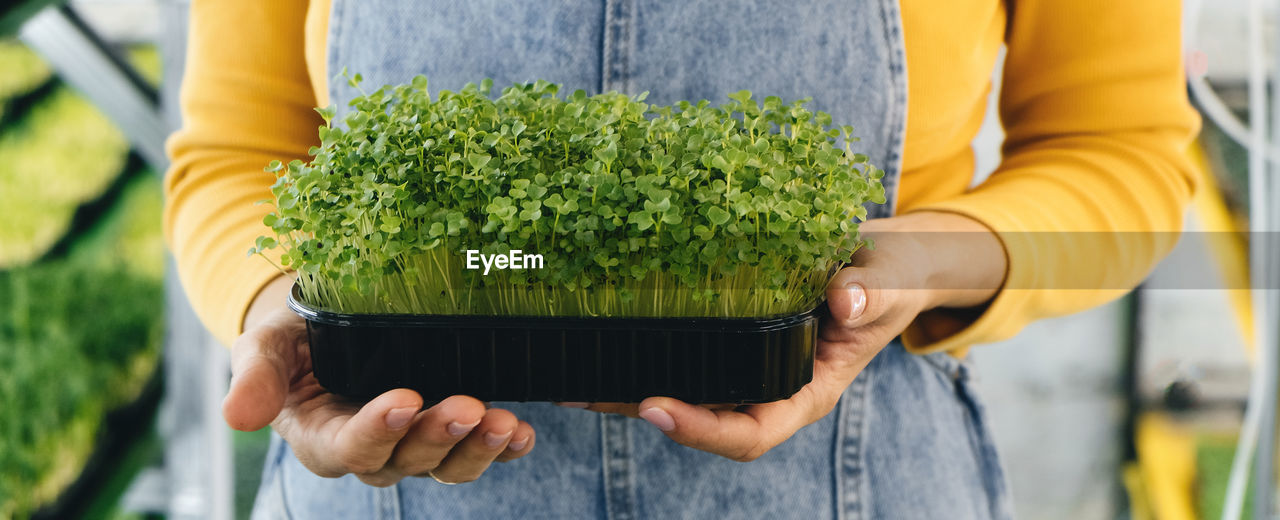 Woman holding box with microgreen, small business indoor vertical farm. close-up of healthy 