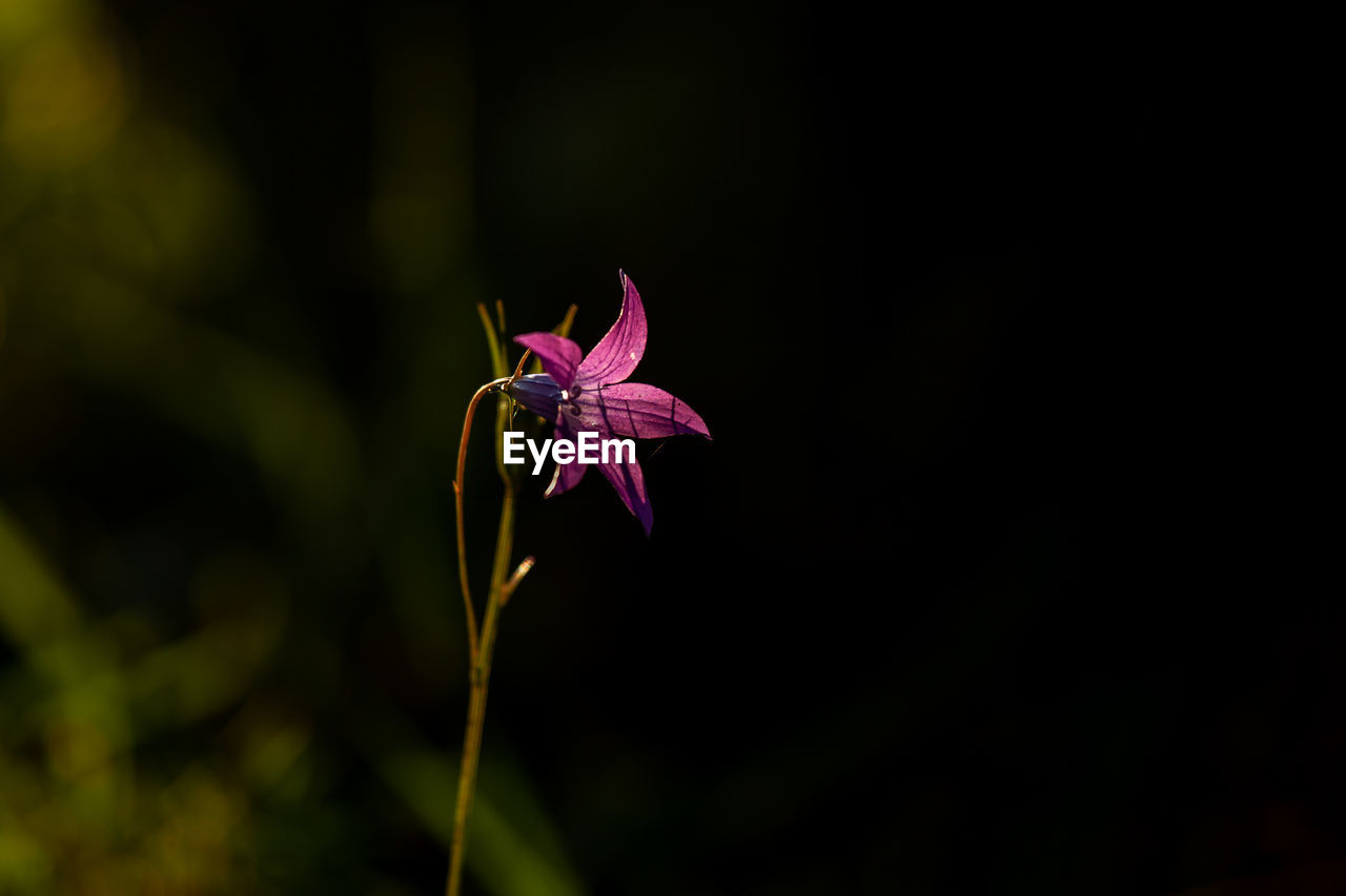 CLOSE-UP OF PINK FLOWER