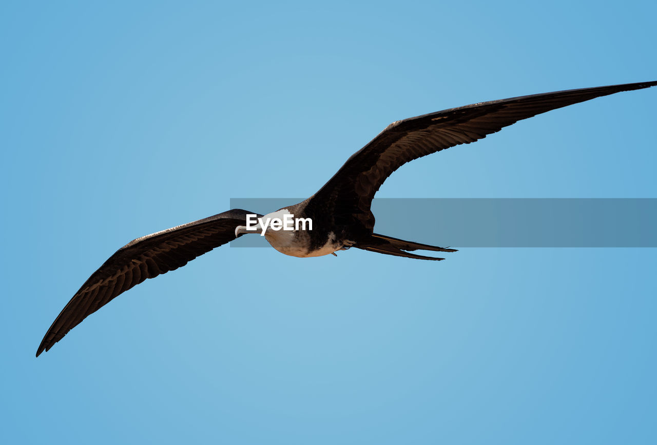 Low angle view of eagle flying against clear blue sky