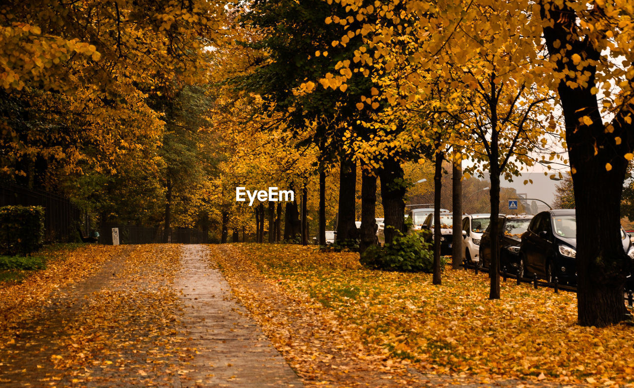 Footpath amidst trees in park during autumn