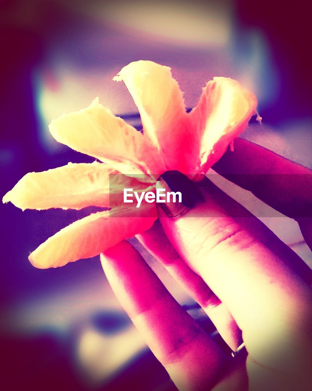 Cropped image of woman holding sliced orange at home