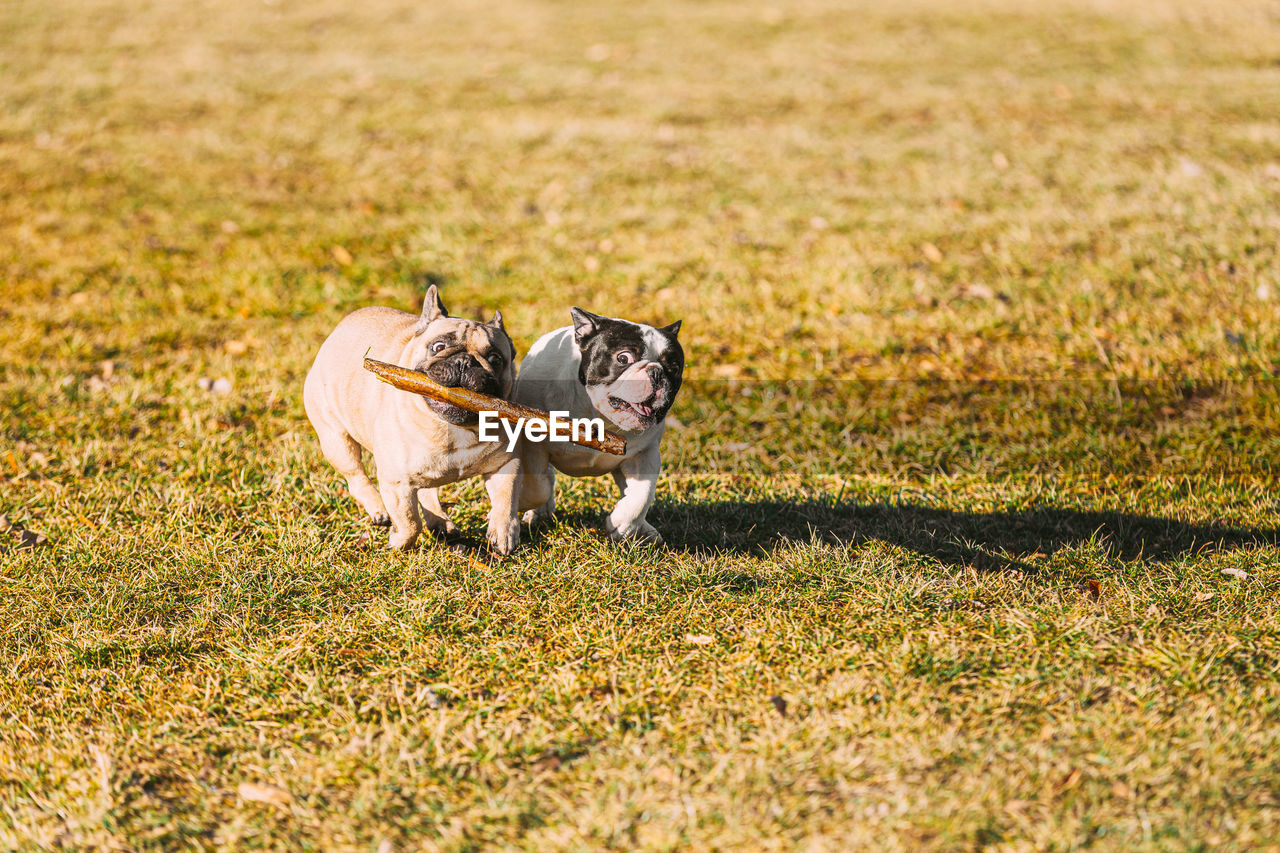 dog running on grassy field