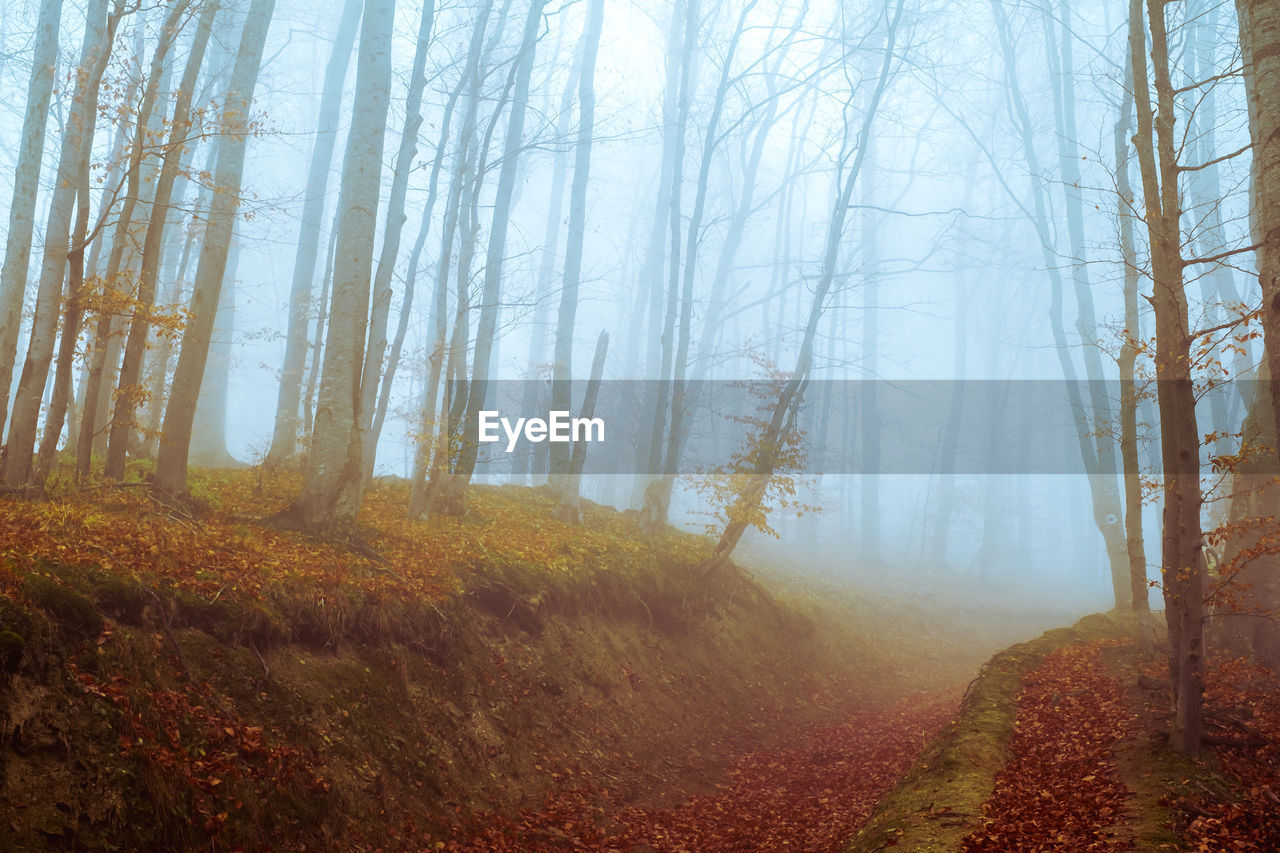 Trees in forest during foggy weather