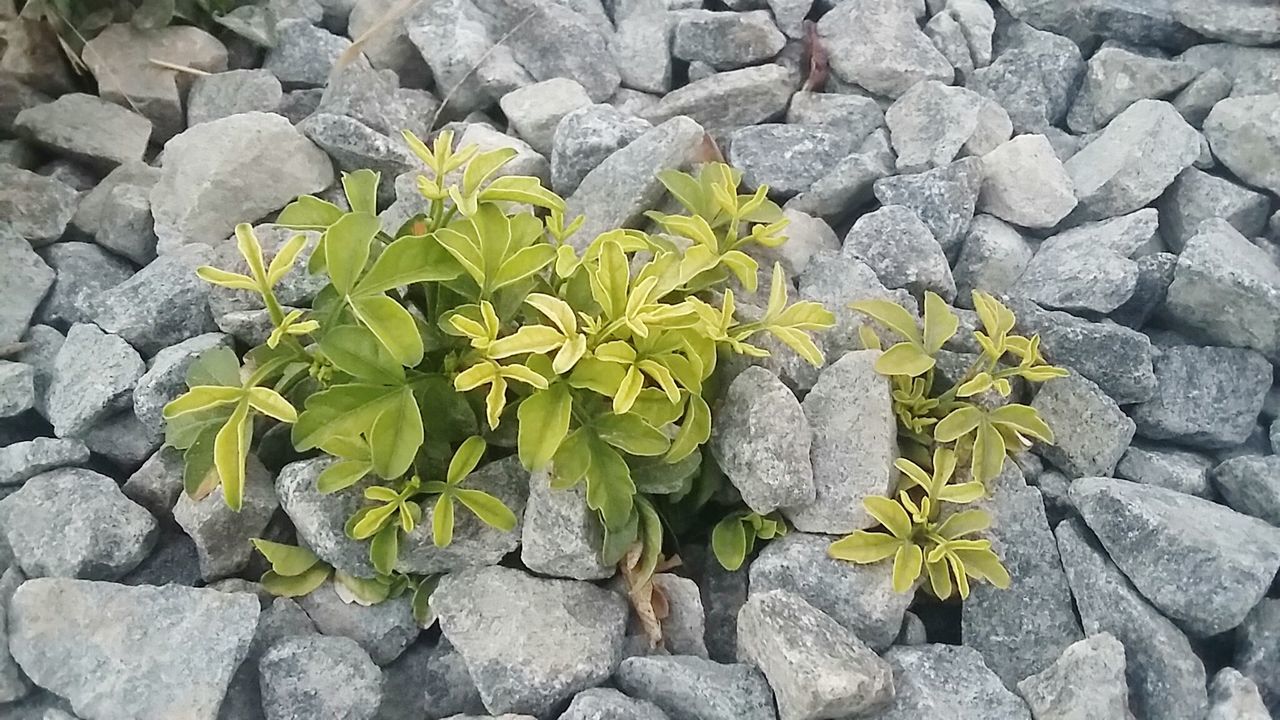 YELLOW FLOWERS GROWING ON TREE