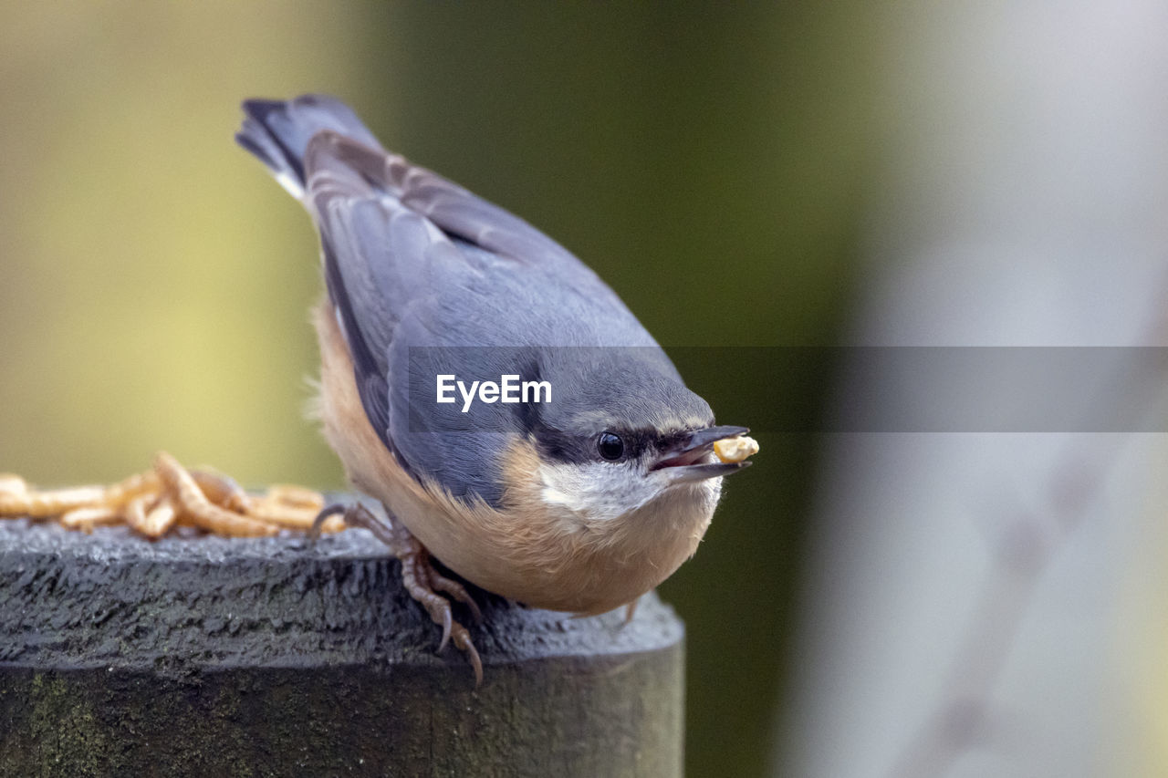 A close-up of a nuthatch preparing to take flight from a fence post.