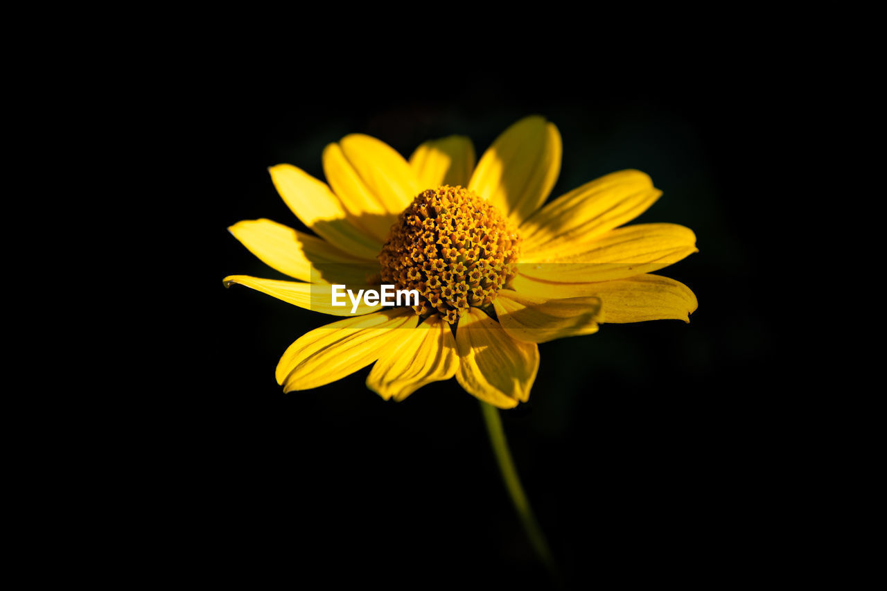 CLOSE-UP OF YELLOW FLOWER