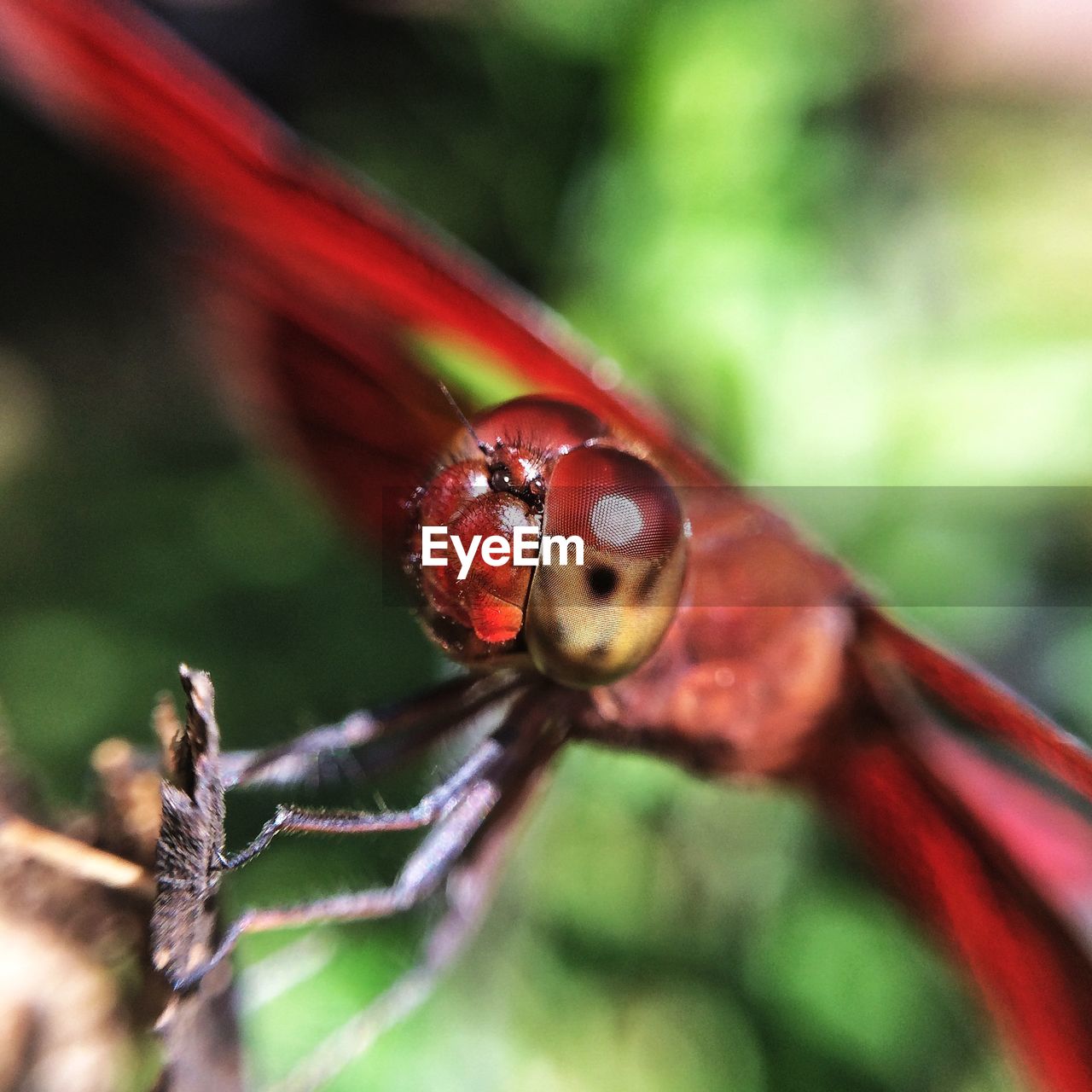 Detail of red dragonfly on twig